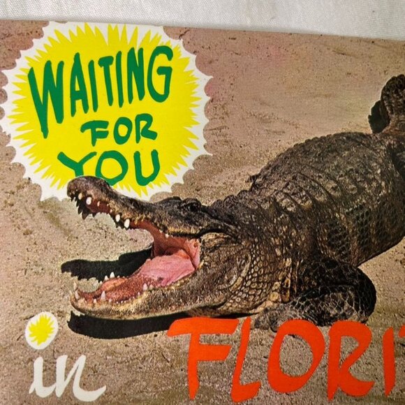 Vintage Postcard Postcard Florida Alligator Waiting for You u - Picture 3 of 5